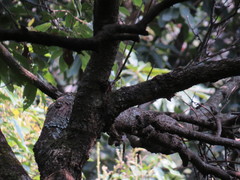 Sitta cinnamoventris