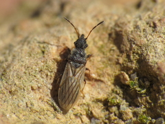 Microplax interrupta