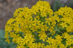 Leontice ewersmannii