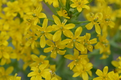 Leontice ewersmannii