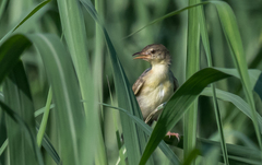 Cisticola marginatus