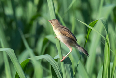 Cisticola marginatus