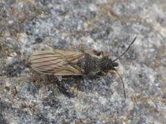 Microplax interrupta