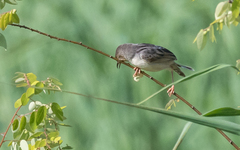 Cisticola marginatus