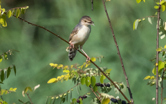 Cisticola marginatus