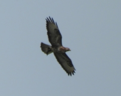 Buteo buteo buteo
