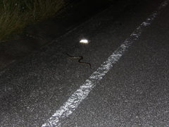 Lycodon rufozonatus walli