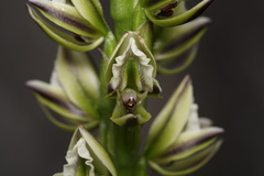 Prasophyllum brownii