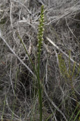 Prasophyllum brownii