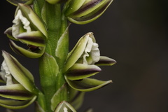 Prasophyllum brownii