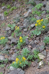 Leontice ewersmannii