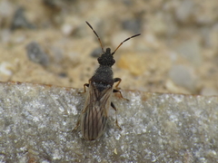 Microplax interrupta