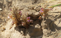 Aphyllon multiflorum