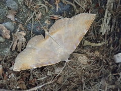 Mecodina nubiferalis