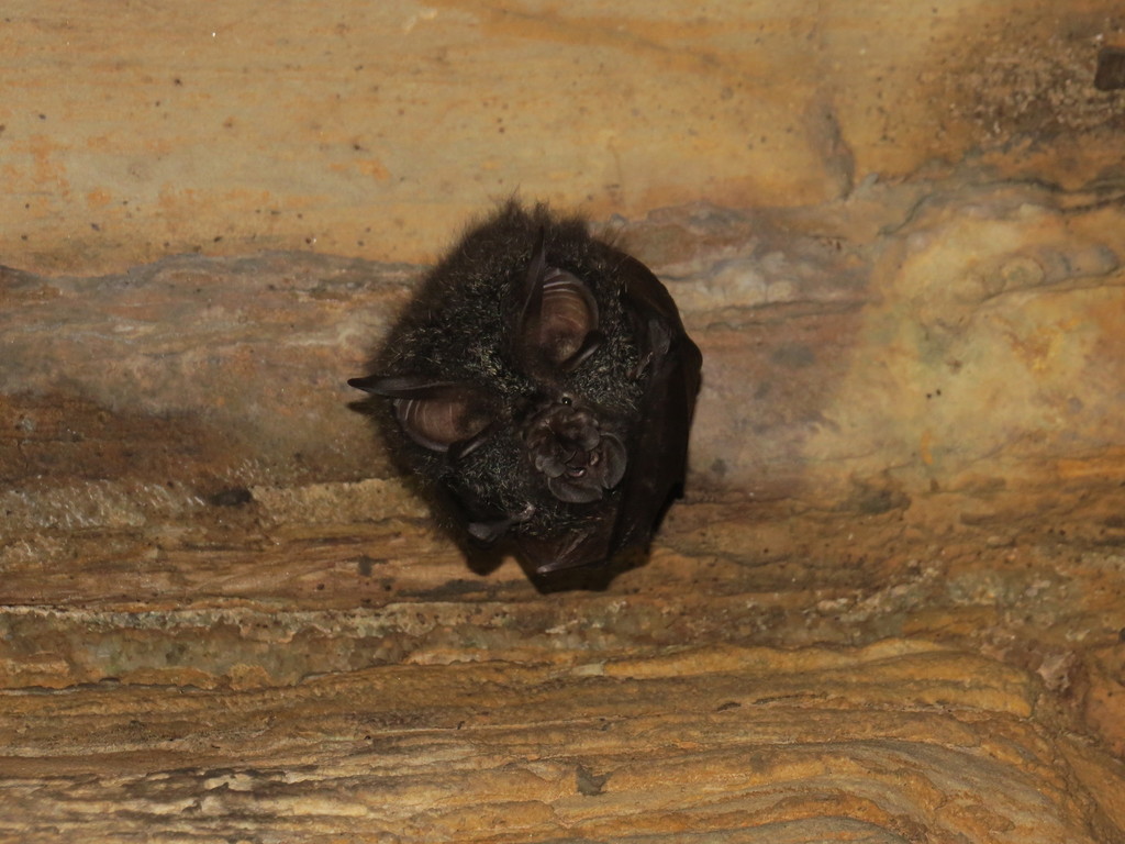 Woolly Horseshoe Bat
