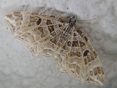 Lobogonodes erectaria