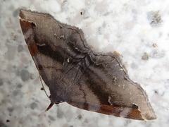 Mecodina subviolacea