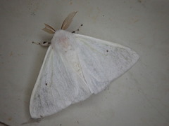Arctornis kumatai