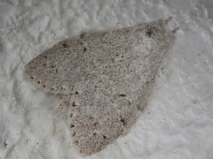 Cnethodonta grisescens