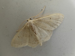 Idaea trisetata