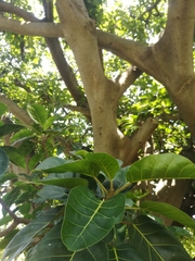 Ficus lutea