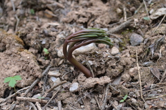 Leontice ewersmannii