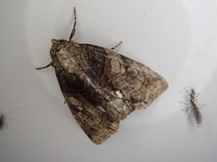 Chytonix subalbonotata