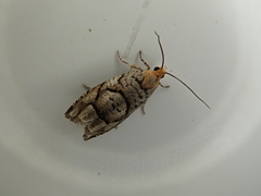 Coenobiodes granitalis