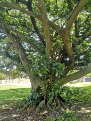 Ficus lutea