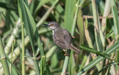 Prinia subflava