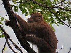 Macaca assamensis