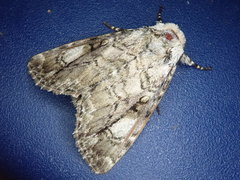 Anacronicta nitida