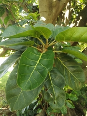 Ficus lutea