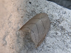Pseudalbara parvula