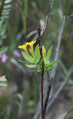 Gnidia styphelioides