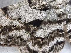 Hypomecis roboraria displicens