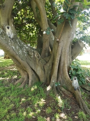 Ficus lutea