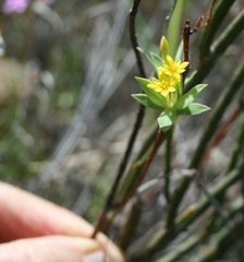 Gnidia styphelioides