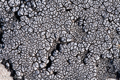 Placopyrenium