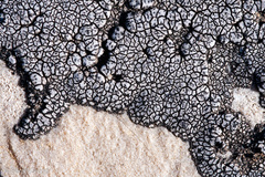 Placopyrenium