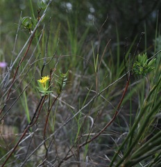 Gnidia styphelioides