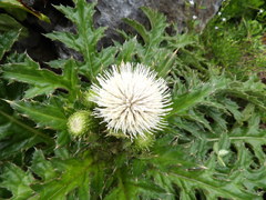 Cirsium brevicaule