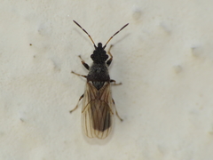 Microplax interrupta