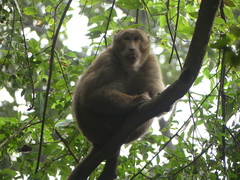 Macaca assamensis