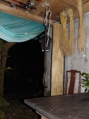 Laticauda semifasciata