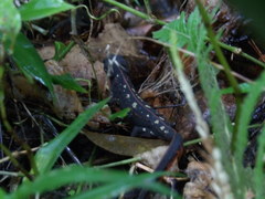 Cynops ensicauda popei