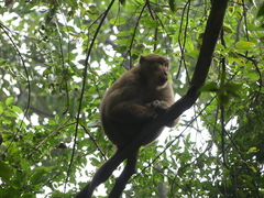 Macaca assamensis