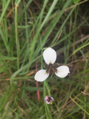 Moraea brevistyla