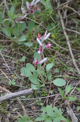 Corydalis ledebouriana