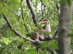 Macaca assamensis